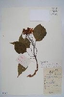 藏品(楸樹)的圖片