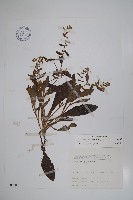 藏品(盾果草)的圖片