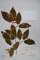 藏品(鵝耳櫪槭)的圖片