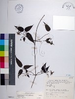 藏品(彭氏鐵線蓮)的圖片