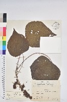 藏品(野桐)的圖片