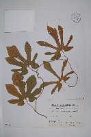 藏品(瓜葉馬兜鈴、青木香)的圖片