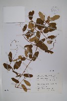 藏品(隱鱗藤)的圖片