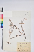 藏品(毛蕊花)的圖片