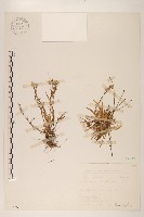 藏品(玉山飛蓬)的圖片