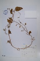 藏品(落葵)的圖片