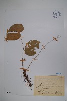 藏品(蘭嶼秋海棠)的圖片