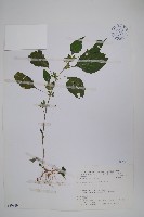 藏品(華九頭獅子草)的圖片