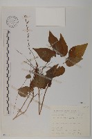 藏品(阿里山鬼督郵)的圖片