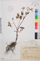 藏品(鉤柱毛茛)的圖片