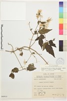 藏品(巴氏鐵線蓮)的圖片