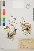 藏品(臺灣唐松草、臺灣鐵大烏)的圖片