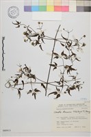 藏品(田村氏鐵線蓮)的圖片