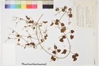 藏品(鵝鑾鼻鐵線蓮)的圖片