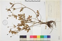 藏品(水辣菜、禺毛茛)的圖片