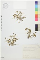 藏品(掌葉毛茛)的圖片