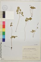 藏品(傅氏唐松草)的圖片