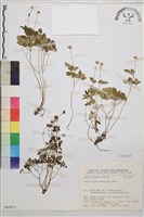 藏品(南湖唐松草)的圖片