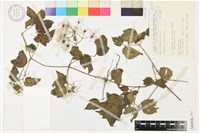 藏品(串鼻龍)的圖片