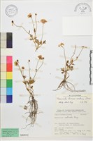 藏品(蓬萊毛茛)的圖片