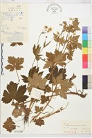 藏品(蓬萊毛茛)的圖片