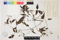 藏品(裂葉鐵線蓮)的圖片