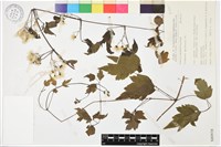 藏品(女萎)的圖片