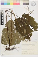 藏品(小升麻)的圖片