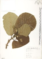 藏品(葛塔德木、欖仁舅)的圖片