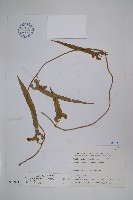 藏品(異葉馬兜鈴)的圖片