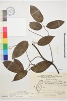 藏品(柱果鐵線蓮)的圖片