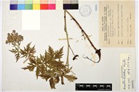 藏品(臺灣烏頭)的圖片