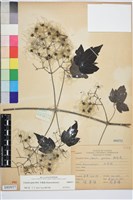 藏品(串鼻龍)的圖片