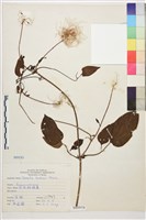 藏品(田代氏鐵線蓮)的圖片