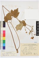 藏品(小白頭翁、野棉花)的圖片