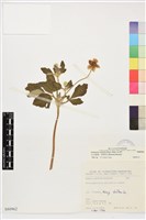 藏品(小白頭翁、野棉花)的圖片