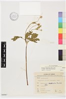 藏品(小白頭翁、野棉花)的圖片