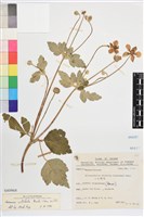 藏品(小白頭翁、野棉花)的圖片