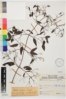 藏品(威靈仙)的圖片