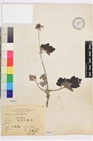 藏品(小白頭翁、野棉花)的圖片