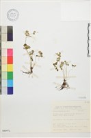 藏品(鐵線蕨葉人字果、臺灣人字果)的圖片