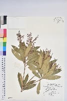 藏品(美麗馬醉木)的圖片