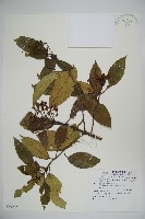 藏品(水紅木)的圖片