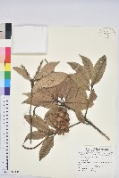 藏品(滇石櫟)的圖片