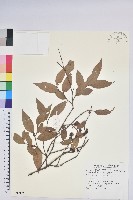 藏品(米飯花)的圖片