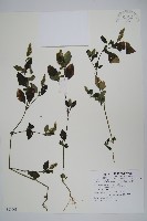 藏品(爵床、六角英)的圖片