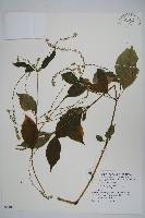 藏品(土牛膝)的圖片