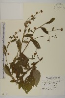 藏品(茯苓菜)的圖片