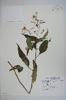 藏品(金鳳仙)的圖片