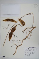 藏品(翅果杯冠藤)的圖片